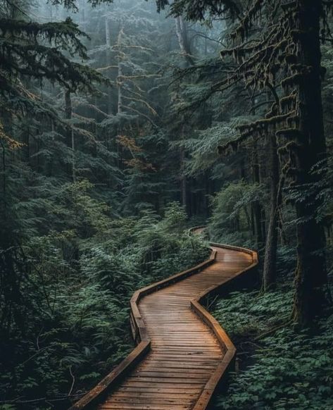 Rockaway Big Tree Boardwalk, Oregon.  Photo credit:  The PNW [Pacific Northwest] Bucket List. Rockaway Beach Oregon, Pnw Aesthetic, Pacific Coast Road Trip, Oregon Forest, Visit Oregon, Explore Oregon, Rockaway Beach, Background Hd Wallpaper, Forest Path