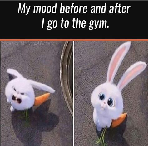 Same as before and after a meal haha Female Gym, Workout Memes Funny, Gym Humour, Quotes Gym, Humor Hilarious, Humor Quotes, Funny Gym, Fit Girl Motivation, Gym Quote