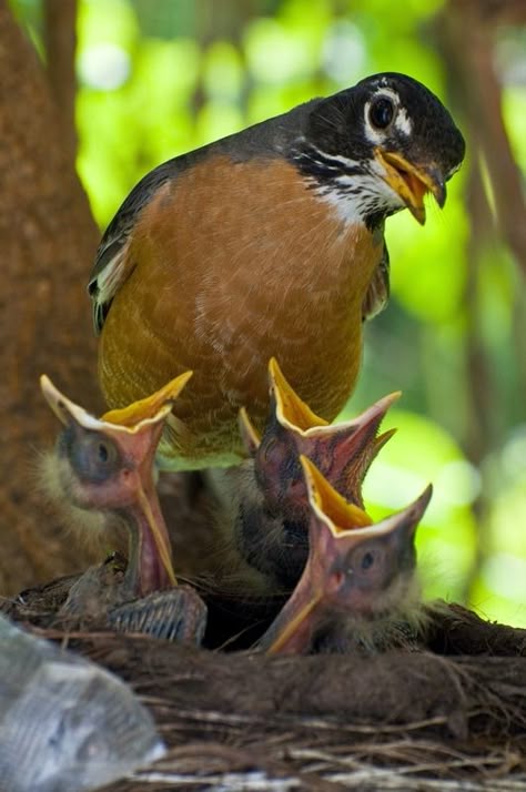 Mama Robin & her young ~ Photo by Art Lupinacci American Robin, Bird Nests, Baby Birds, Kinds Of Birds, Bird Watcher, Baby Bird, Backyard Birds, All Birds, Pretty Birds