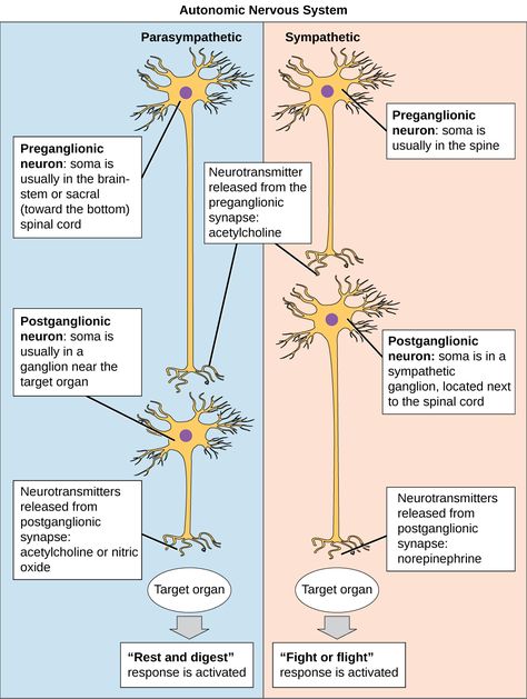 Autonomic Nervous System | Biology for Majors II Brain Anatomy And Function, Nervous System Anatomy, Mcat Study, Peripheral Nervous System, Complex Regional Pain Syndrome, Brain Facts, Medical Student Study, Brain Anatomy, Nursing School Survival