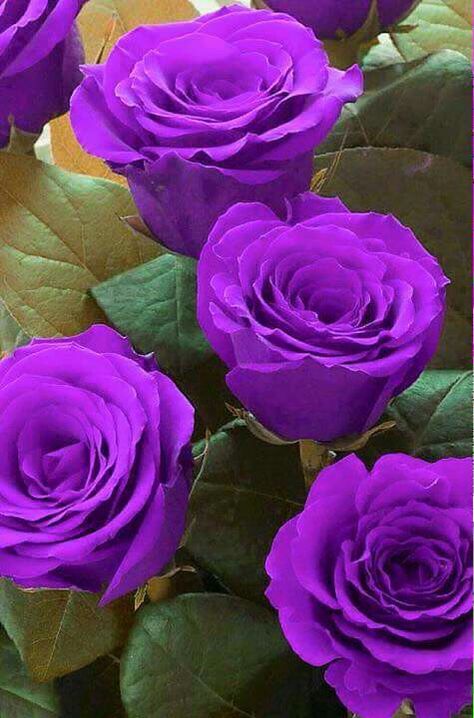 ♡ Hybrid Tea Rose, Rose Belle, Hybrid Tea Roses, Purple Love, All Things Purple, Beautiful Rose Flowers, Tea Roses, Love Rose, Exotic Flowers