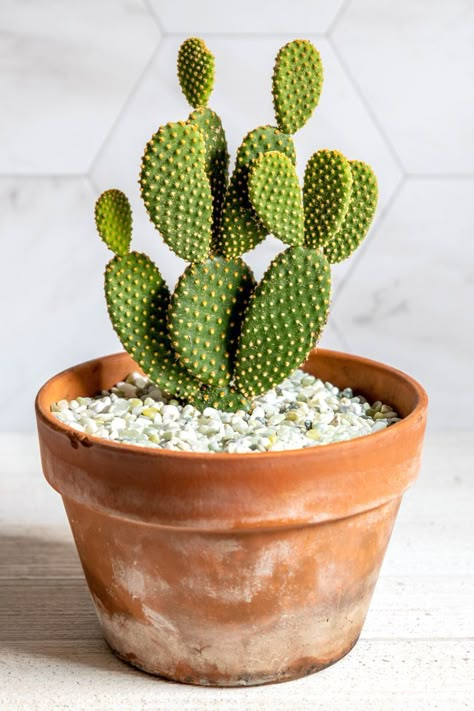 Cactus Indoors, Succulent Fertilizer, Cactus Farm, Bunny Ear Cactus, Opuntia Microdasys, Cactus House Plants, Succulent Potting Mix, Indoor Cactus, Cactus Care