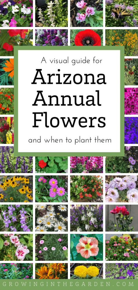 Arizona Annual Flowers: A Visual Guide for Low-Desert Flowers | Growing In The Garden Arizona Flower, Flower Planting Guide, Arizona Plants, Arizona Gardening, Growing Sunflowers, Grow Wildflowers, Planting Guide, Globe Amaranth, When To Plant