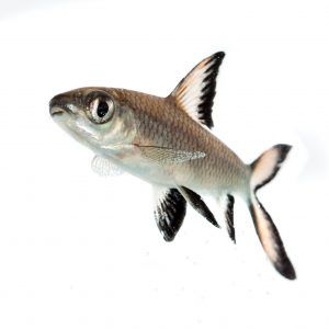 Bala Shark, Minnow Trap, Aquarium Home, Cat Problems, Dragon Fish, Silver Shark, Shark Fish, Fish Ideas, Live Aquarium Plants