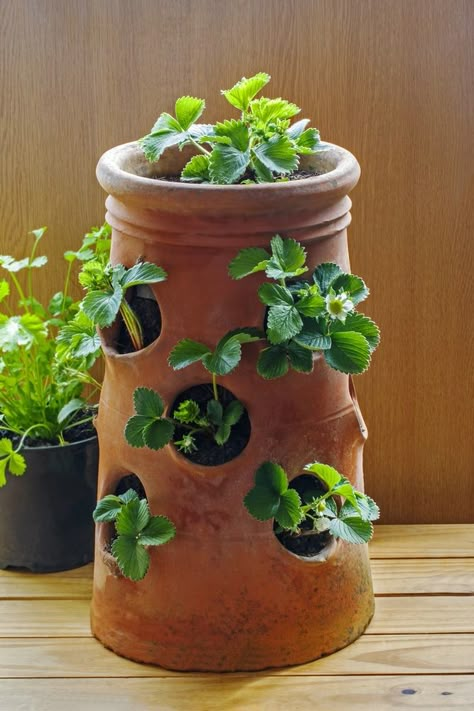 Strawberry Pot » Top Growing Tips Jar Planter Ideas, Strawberry Planter Ideas, Strawberry Seedlings, Strawberry Planters Diy, Growing Strawberries In Containers, Pyramid Planter, Types Of Strawberries, Strawberry Pot, Strawberries In Containers