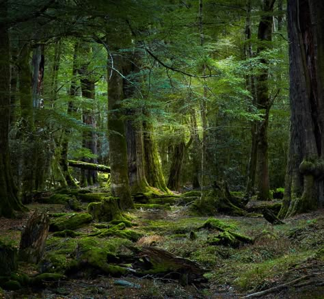 •(★)• Dark Naturalism, Moss Covered, Mystical Forest, Forest Path, Old Trees, Walk In The Woods, Deep Forest, Tree Forest, South Island