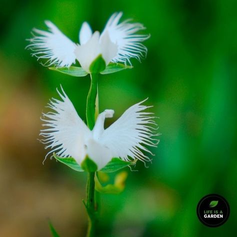 Did you know? The Habenaria radiata White Egret Orchid is quickly becoming endangered in the wild due to habitat destruction! This lovely requires some attention to grow in captivity too. White Egret Orchid, Habenaria Radiata, Egret Orchid, White Egret, Habitat Destruction, In The Wild, The Wild, Habitat, To Grow