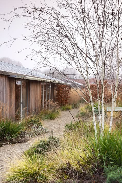 Suffolk Walled Garden in winter | a naturalistic walled garden in East Suffolk Uk Garden Ideas, Sesleria Autumnalis, English Landscape Garden, Garden Ideas Uk, Birch Trees Landscaping, Outdoor Garden Design, Naturalistic Garden, Garden Winter, Garden Hedges