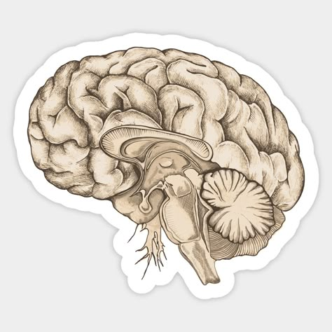 Vintage brain anatomy sticker. Perfect for any science lover's home or office. #brain #anatomy . #Medical_Stickers_Aesthetic #Human_Anatomy_Vintage #Anatomy_Vintage #Brain_Sticker Med School Stickers, Medical Stickers Aesthetic, Human Anatomy Vintage, Dark Academia Stickers, Med Stickers, Anatomy Vintage, Brain Sticker, Study Stickers, Stickers For Men