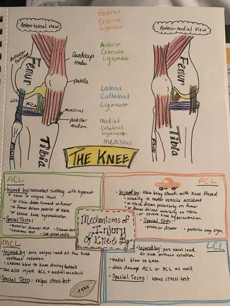 The knee- injuries Physical Therapist Assistant Student, Physical Therapy Notes, Sports Medicine Notes, Physical Therapy Student Study, Physical Therapy Student Aesthetic, Physical Therapy Assistant Student, Pt Assistant, Athletic Training Student, Athletic Training Sports Medicine