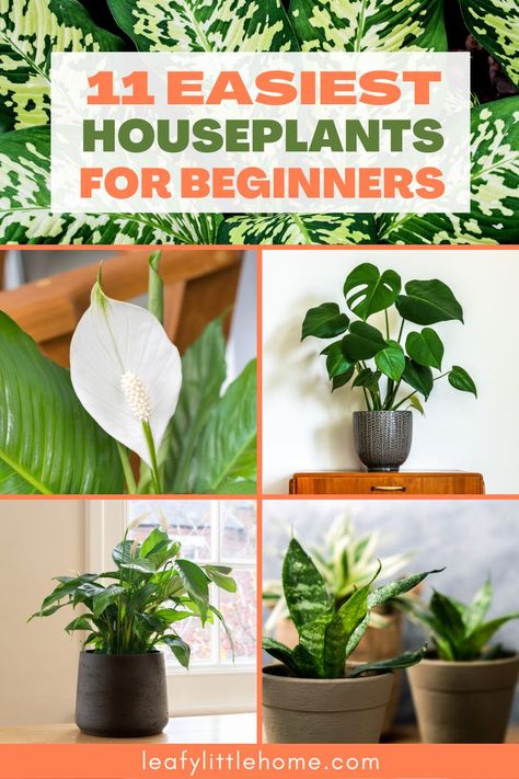 If you’re thinking about getting a houseplant or two, any of these easy houseplants for beginners are a great place to start. These 11 plants are all super-easy to care for, even for total newbies to houseplants. They can survive (and even thrive!) in less than optimal conditions. Most will even tolerate a bit of neglect. #houseplants #gardening #containerplanting House Plants For Beginners, Low Maintenance House Plants, Best Office Plants, Houseplant Tips, Beautiful Houseplants, Houseplant Collection, Houseplants For Beginners, Soil Fertilizer, Low Maintenance Indoor Plants