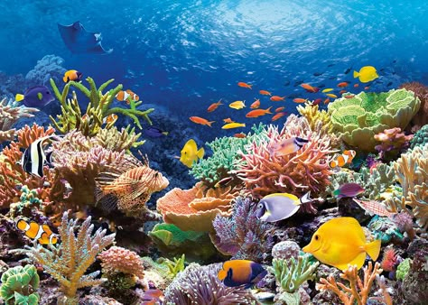 Coral Reef Pictures, Coral Reef Photography, Underwater Painting, Bawah Air, Underwater Scene, Beautiful Sea Creatures, Underwater Life, Coral Reefs, Colorful Fish