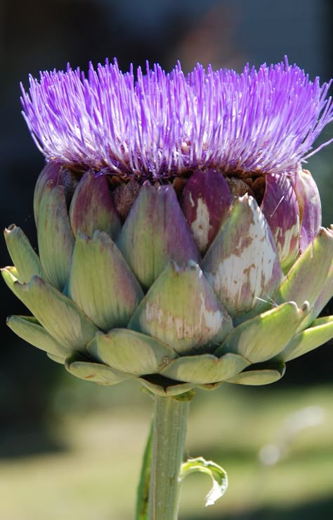 Artichoke Flower, Flower Close Up, Macro Flower, Botanical Drawings, Fruit Art, Planting Herbs, Botanical Flowers, Exotic Flowers, Types Of Flowers