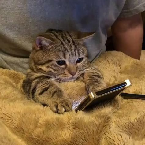 This tabby kitten must be waiting for a response to a friend request on his mobile phone. Meme Chat, Cat Watch, Drawing Faces, Tabby Cat, Cute Kittens, Drawing Tutorials, Kitty Cats, Reaction Pics, Cat Gif