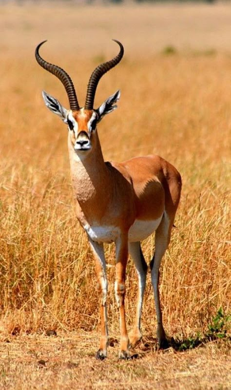 African Animals Photography, African Antelope, Animal Photography Wildlife, Animals Of Africa, Wild Animal Wallpaper, Wild Animals Photos, Deer Photos, Africa Wildlife, Africa Animals