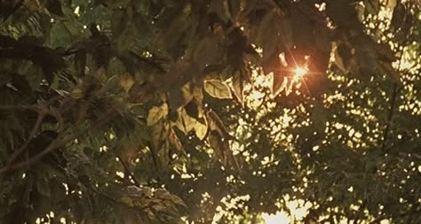 nature sun sunshine Pinterest Tags, Aesthetic Gifs, Owl City, Dragon Age Inquisition, Call Me By Your Name, Gif Hunt, Nature Gif, Aesthetic Gif, Dragon Age