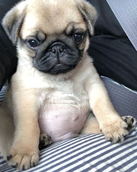 Cute Pug Puppies, Baby Pugs, Pug Puppies, A Pug, Cute Pugs, Pug Love, Doberman Pinscher, Cute Dogs And Puppies