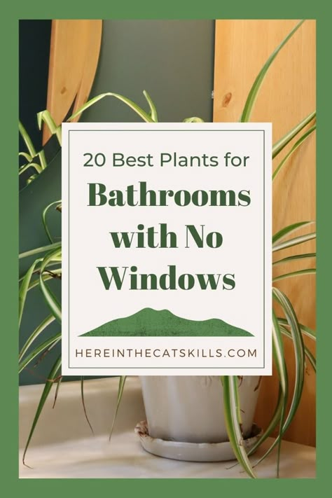 Want bathroom plants that can live with no sunlight or in windowless, low light conditions? These ideas for both hanging and potted houseplants make good decor for your bathrooms. You can create a minimalist, bohemian, cozy, or other aesthetic with these great plants, even if a bathroom gets zero light. These plants for a no light bathroom can survive humid areas with no sun and no windows in an indoor space. Here are the best plants for the bathroom with no window or zero to low lights! Live Plants For Bathroom, Plants For No Light Bathroom, Cozy Jungle Bedroom, Best Bathroom Plants Low Lights, Best Plant For Bathroom, Green Windowless Bathroom, No Light Plants Indoor Bathroom, Plants That Require No Sunlight, Best Plants For Bathroom With No Window