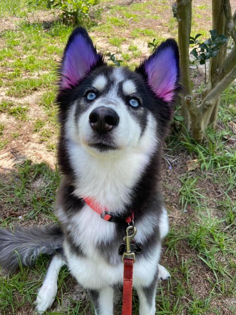 Husky Dyed Fur, Dog With Dyed Fur, Dog Dyed Fur, Pet Dye Ideas, Husky Haircut Styles, Dog Fur Dye, Creative Grooming Dogs, Dog Fur Dye Ideas, Dogs With Dyed Fur