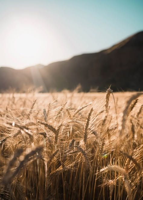 Centered on the first grain harvest and first fruits of the year, Lammas, also known as Lughnasadh, is celebrated with bread, fruits and rituals to to reconnect with your goals. Continue reading for step-by-step guides to celebrate lammas and how to manifest your dreams during this magical time of year. Wheat Field Aesthetic, Field Aesthetic, Field Wallpaper, Plant Images, Wheat Field, Close Up Photography, Wheat Fields, Wheel Of The Year, Nature Aesthetic