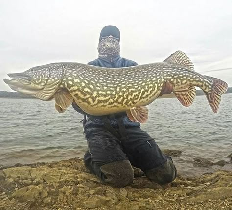 Musky Fishing, Trophy Fish, River Monsters, Northern Pike, Monster Fishing, Fly Fishing Tips, Fishing Pictures, Cool Fish, Pike Fishing