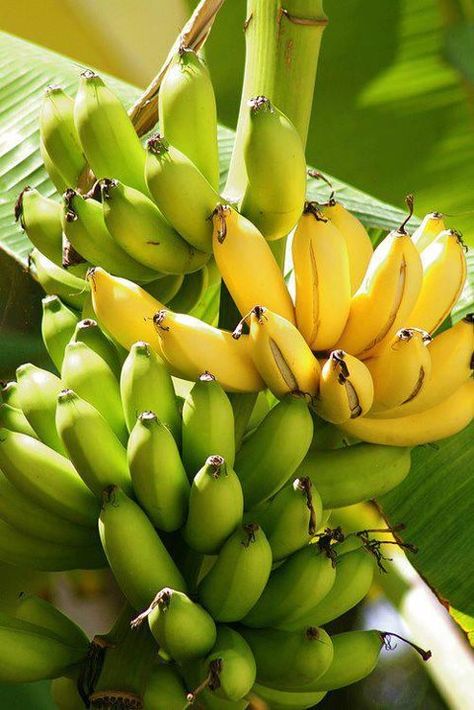 Senorita Banana Banana Nutrition, How To Grow Bananas, Skin Tea, Banana Benefits, Banana Cookies, Banana Fruit, Banana Plants, Types Of Fruit, Banana Peel