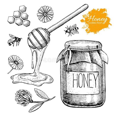 Vector Honey Set. Vintage Hand Drawn Illustration. Stock Vector - Illustration of delicious, health: 61979529 Honey Drawing, Honey Illustration, Food Sketch, Engraving Illustration, Hand Drawn Illustration, Honey Jar, Illustration Vintage, Drawn Illustration, Drawing Set