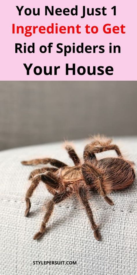 There are several different ways that you can remove spiders from your home. Click to learn more about to different ways for geting rid of spiders in your house for good. How To Keep Spiders Out Of Your House, How To Get Rid Of Spiders In The House, Spider Deterrent, Insect Repellent Homemade, How To Deter Mice, Repellent Diy, Spider Killer, Spider Eggs, Diy Bug Repellent