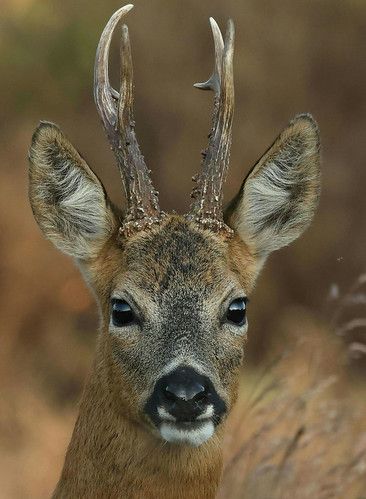 Roe Deer | Paul Farmer | Flickr Paul Farmer, Roe Deer, Mule Deer, Taxidermy, Farmer, Deer, Collage, Animals, Pins