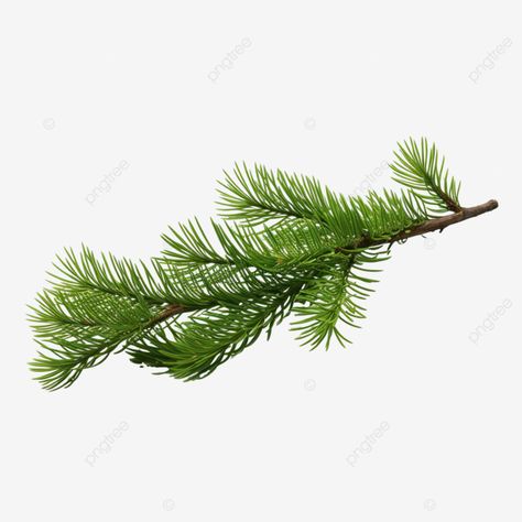 spruce christmas tree branch branch of a forest tree green all year round tree leaves fern leaf fe Spruce Branch, Christmas Carol Charles Dickens, Spruce Christmas Tree, Christmas Tree Branches, Spruce Tree, Leaf Images, Fern Leaf, Sketchbook Journaling, Tree Leaves