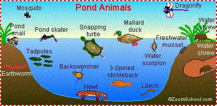 all sorts of diagrams etc for science activities for kids Pond Life Theme, Pond Habitat, Pond Animals, Pond Life, Kindergarten Science, Preschool Science, Forest School, Preschool Theme, Elementary Science