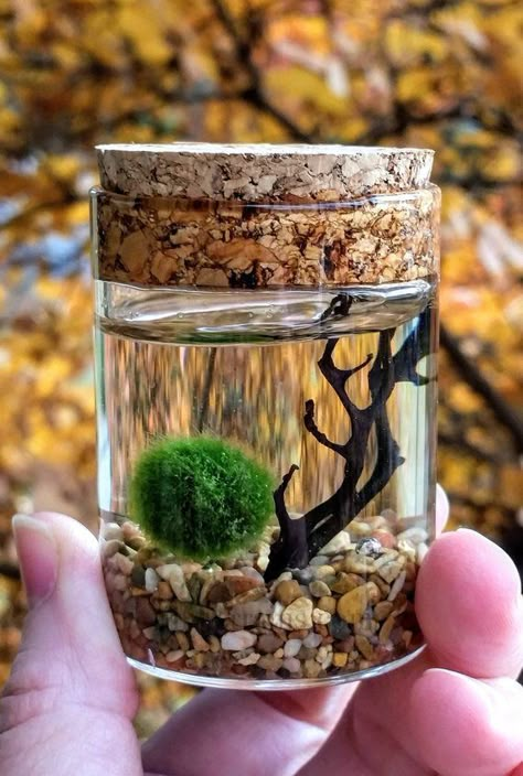 Moss Ball Terrarium, Moss Ball Aquarium, Marimo Moss Ball Terrarium, Marimo Terrarium, Water Terrarium, Tanaman Air, Marimo Moss Ball, Marimo Moss, Indoor Water Garden