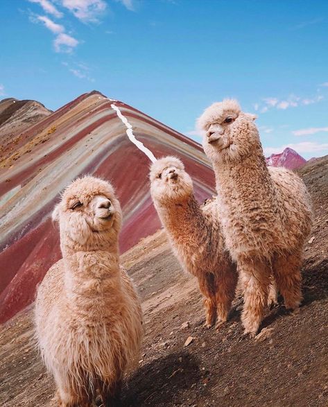 RANGE on Instagram: “When the whole fam tries to fit in the frame. 😂 Tag a friend below who never misses the photo opp. 📸 Regram via @alpaca.posts photo by…” Peru Aesthetic, Peru Travel, Machu Picchu, Travel Inspo, Llama, South America, Alpaca, Peru, Bucket List