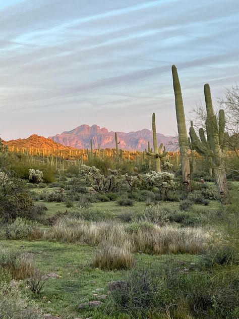 Tucson Arizona Aesthetic, Arizona Desert Aesthetic, Arizona Farm, Tuscan Arizona, Southwest Aesthetic, Arizona Aesthetic, Desert Aesthetic, Southwest Usa, Arizona Road Trip