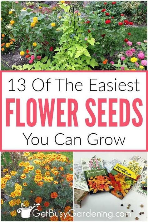 Growing Flowers From Seeds In Greenhouse, Seed Flower Garden, Easy Seeds To Grow With Kids, Spring Seeds To Plant, Flowers To Grow In A Greenhouse, Starting A Flower Garden For Beginners, Easiest Plants To Grow From Seed, Flowers For Beginners Gardening, Easy Plants To Grow From Seed