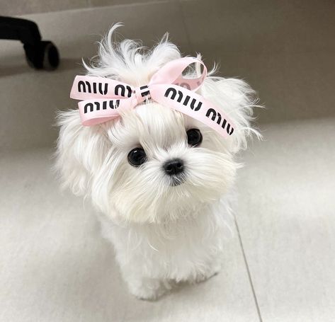 Cute Fluffy Dogs, Cute Small Dogs, Cute Dog Wallpaper, Cute Dogs Images, Fluffy Dog, Very Cute Puppies, Super Cute Puppies, Cute Animals Puppies, Very Cute Dogs