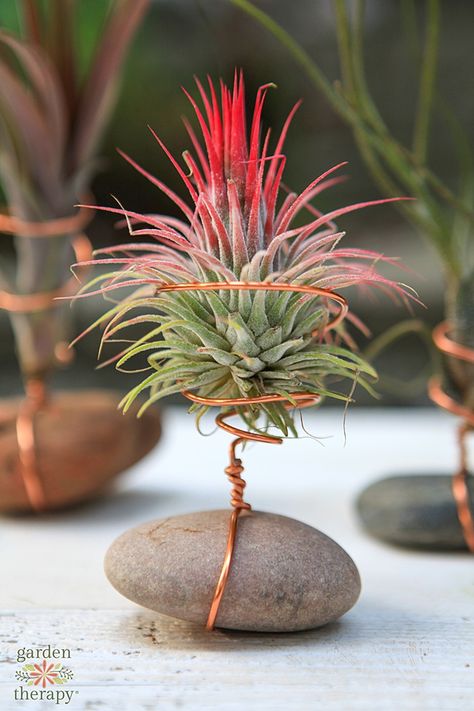 Air Plant Holder with Rock and Wire {DIY Air Plant Display} - Garden Therapy Air Plants Diy, Air Plant Garden, Tanaman Air, Northwest Flowers, Air Plants Decor, Air Plants Care, نباتات منزلية, Air Plant Display, Garden Show