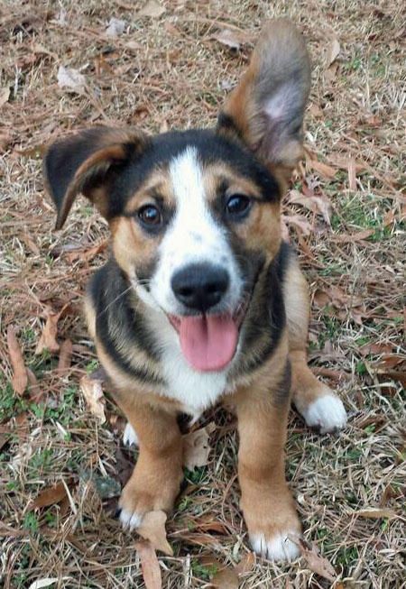 It’s awesome that mutts are finally getting so popular. Mix Breed Dogs, Mixed Breed Puppies, Mutt Dog, Cute Puppy Breeds, Dogs Stuff, Corgi Mix, Dogs Breeds, Breed Dogs, About Dogs