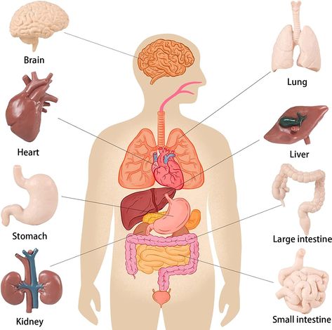 Human Organ Diagram, Third Grade Science Projects, Human Body Organ System, Montessori Classroom Layout, Human Body Science Projects, Human Body Crafts, Human Body Model, Free Human Body, Summer Science Activities