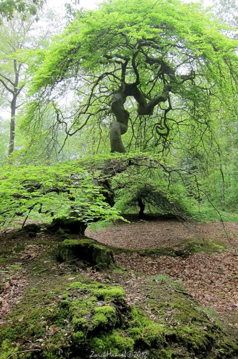 Faux de Verzy (25 mins from Reims, France). Forest includes twisted beech trees.  A most interesting European Beech tree with contorted branches. Slow growing and very rare. Green leaves in summer turning to yellow in fall.  HARDINESS ZONES	4-9 SOURCE	Graft BEST COLOR	Fall GROWTH HABIT Upright MATURE HEIGHT	10-20 ft EXPOSURE	sun Weird Trees, Beech Trees, Reims France, Magical Tree, Old Trees, Ancient Tree, Unique Trees, Airbrush Art, Nature Tree