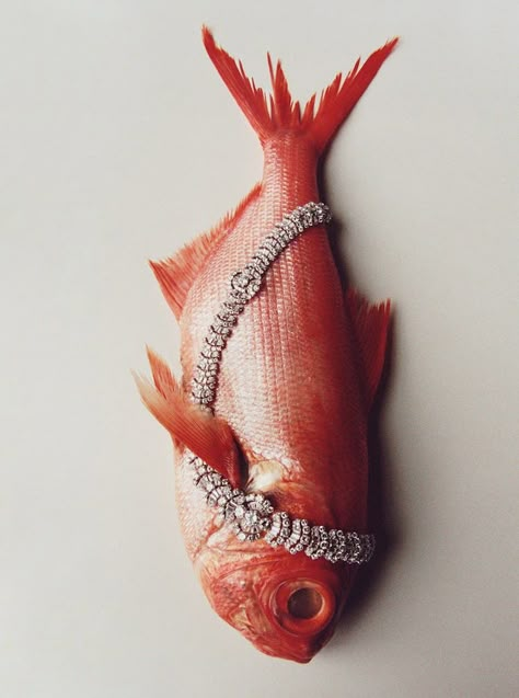 Fish Still Life, Buccellati Necklace, Chris Rhodes, Fashion Jewelry Editorial, High Jewelry Bracelet, Part Of Your World, Creative Jewelry Photography, Fish Jewelry, Jewelry Editorial