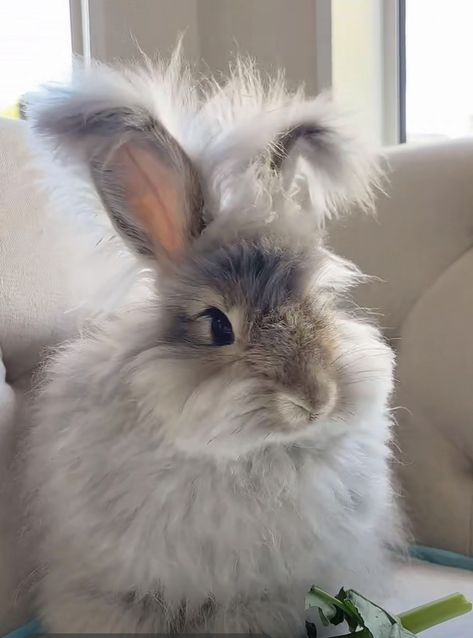 English Angora Rabbits For Sale | Portland, OR English Lop Rabbit, French Angora Rabbit, English Angora Rabbit, Angora Bunny, English Angora, Rabbits For Sale, Rabbit Pictures, Fluffy Rabbit, Rabbit Breeds