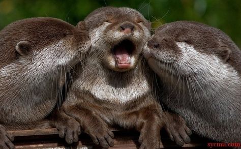 Community Post: 5 Cute Animal Photos To Cheer You Up Animals Kissing, Otter Love, Animals Painting, Baby Otters, Cute Critters, Cute Animal Photos, Sweet Animals, Animal Love, Animal Photo