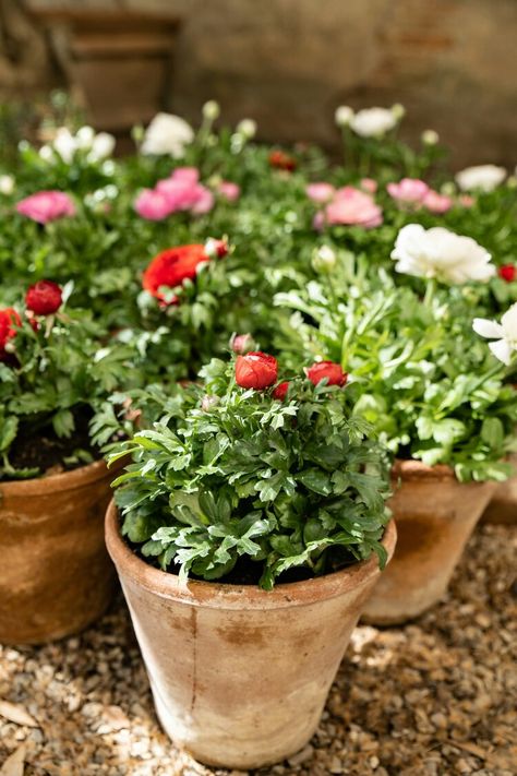 Growing Ranunculus in Pots: A Simple Guide Ranunculus In Pots, Growing Ranunculus, Ranunculus Garden, Ranunculus Flowers, Root System, Replant, Fall Plants, Container Flowers, Growing Flowers