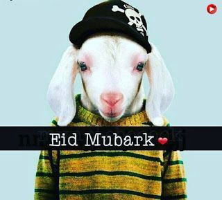 Eid Ul Adha Mubarak Images, Eid Mubarak Dp, Eid Ul Adha Wishes, Eid Ul Azha Mubarak, Romantic Dp For Whatsapp, Cute Happy Birthday Wishes, Eid Ul Adha Images, Girl Whatsapp Dp, Eid Al Adha Wishes