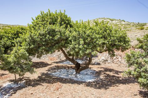 The mastic tree (Pistacia lentiscus) is a broadleaf evergreen that favors the arid, rocky conditions you will find in the hills of Mediterranean countries of its native range. The ancient tree has been used in craft and the kitchen since ancient times and continues to be used today for cooking (really , it's used to make iced cream!) and in a new r... Mastic Tree, Broadleaf Evergreen, Retail Signage, Tree Base, Drip Irrigation, Ancient Tree, Ornamental Trees, Tree Care, Drought Tolerant