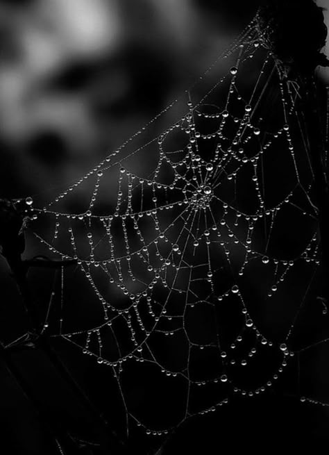 Black View, Ideas For Photography, Black Theme, Emily Dickinson, Nature's Beauty, Spider Web, Spiders, Sacred Geometry, Venom