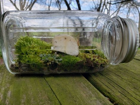 Create Your Own Mini Ecosystem at Home! | Shaver’s Creek Environmental Center Self Sustaining Ecosystem, Easy Terrarium, Ecosystem In A Bottle, Environmental Center, Mini Ecosystem, Build A Terrarium, Small Terrarium, Forest Ecosystem, Self Sustaining