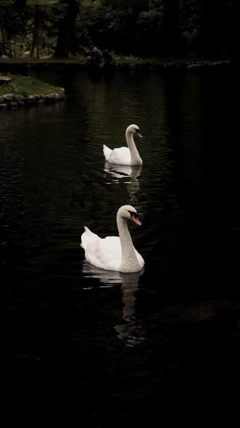 Coqquete Wallpaper Iphone, Swan Iphone Wallpaper, Swan Background, Swan Aesthetic, Swan Wallpaper, Soyut Sanat Tabloları, Arte Inspo, Minimalist Wallpaper, Swan Lake