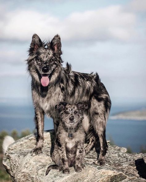 Rare Dog Breeds, Most Beautiful Dogs, Rare Dogs, Seeing Double, Scary Dogs, Flashback Friday, Cute Dog Photos, Doberman Dogs, Australian Shepherd Dogs